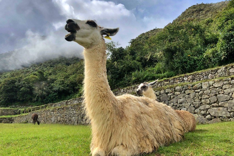 5-Day Lares &amp; Short Inca Trail Trek