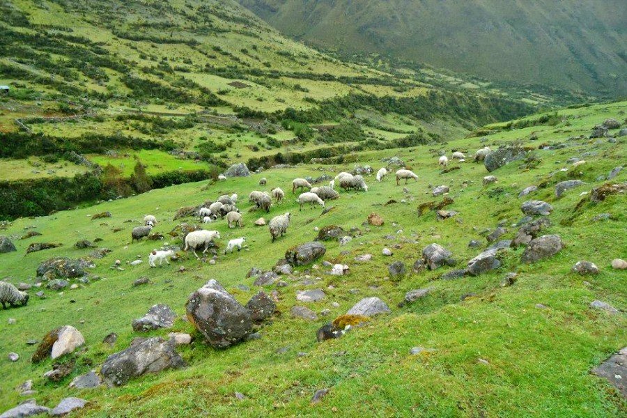 5-Day Lares &amp; Short Inca Trail Trek